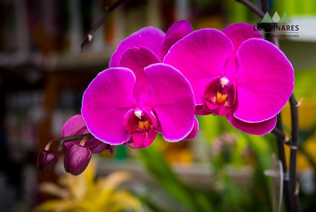 Orquidea